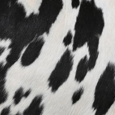 bir inek bir deri parçası