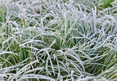 Buzlu yeşil çimen arka planı