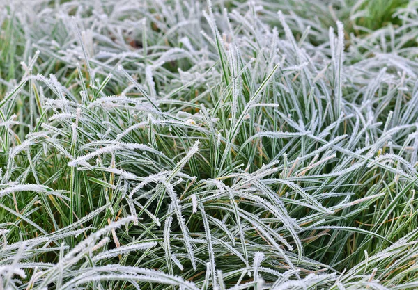 Frosty Groen Gras Achtergrond — Stockfoto