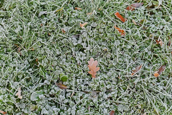 Frosty Autumn Leaves Fall Season Flora — Stock Fotó