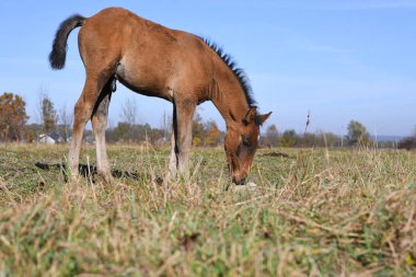 Foal on a pasture in the autumn landscape. clipart