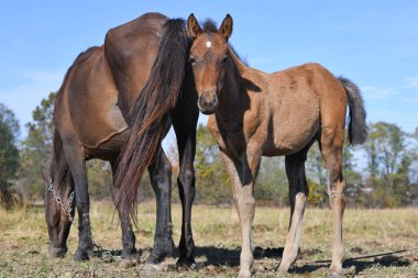 Sonbahar manzarasında bir kısrakla bir çayır üzerinde tay.