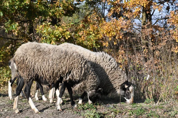 Sheep Pasture Autumn Landscape — Stock Photo, Image
