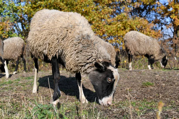 Ovelhas Pasto Paisagem Outono — Fotografia de Stock