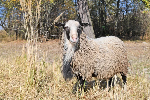 Πρόβατα Βοσκότοπο Φθινόπωρο Τοπίο — Φωτογραφία Αρχείου