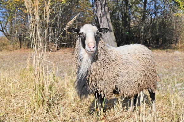 Schapen Een Weiland Het Herfstlandschap — Stockfoto