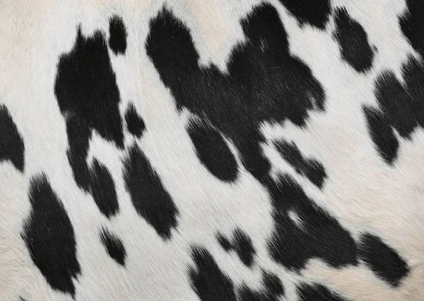 bir inek bir deri parçası