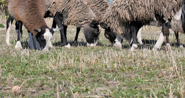 Schapen Een Weiland Het Herfstlandschap — Stockfoto