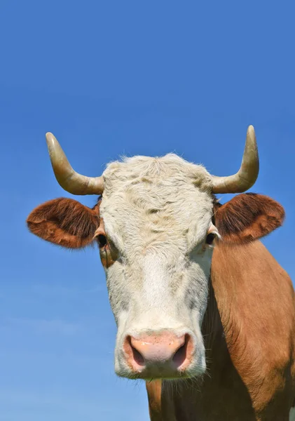 Cabeza Vaca Contra Cielo — Foto de Stock