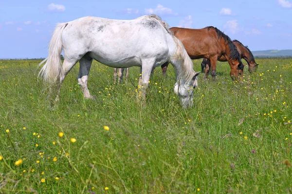 Hästar Sommarhage Ett Lantligt Landskap — Stockfoto