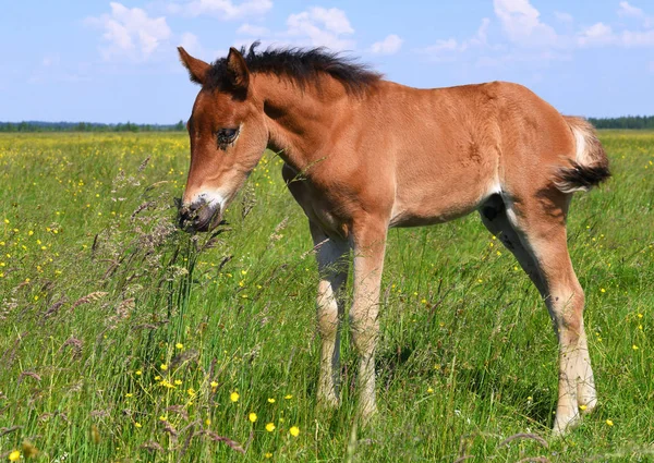 Een Veulen Een Zomer Grasland Een Landelijke Omgeving — Stockfoto