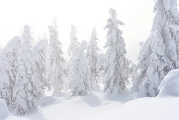 Winter Coniferous Forest Mountain Slope — Stock Photo, Image