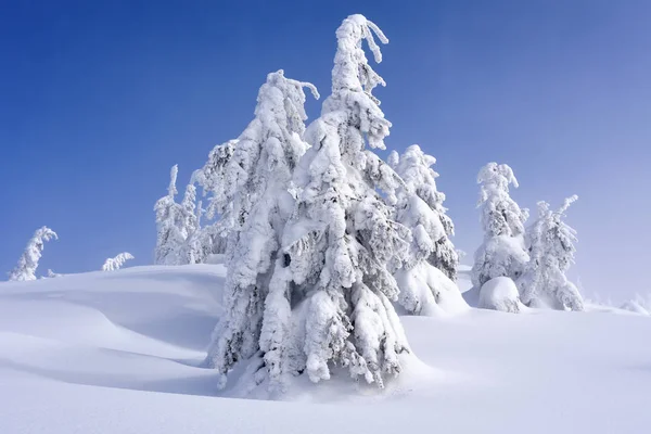 Bosque Coníferas Invierno Una Ladera Montaña — Foto de Stock