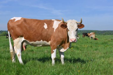 Yaz otlağında inekler.