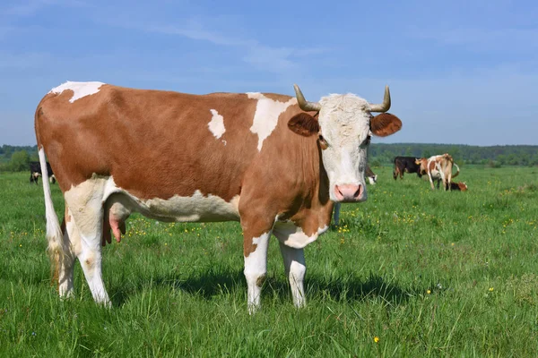 Коровы Летнем Пастбище — стоковое фото
