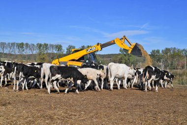 Kalush, Ukrayna - 2 Ekim 2019: Batı Ukrayna 'nın Kalush kenti yakınlarındaki bir mandıra çiftliğindeki bir buzağıya geniş çaplı yem taşımak için Jcb marka tele denetleyici .