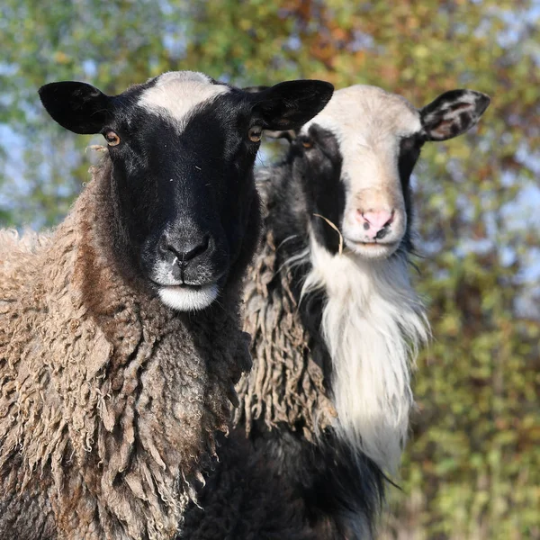 Ovce Pastvině Podzimní Krajině — Stock fotografie