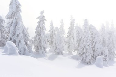 Kış iğne yapraklı orman bir dağ yamacında.