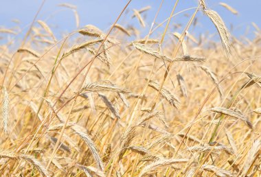 Kırsal manzara alanında tahıl