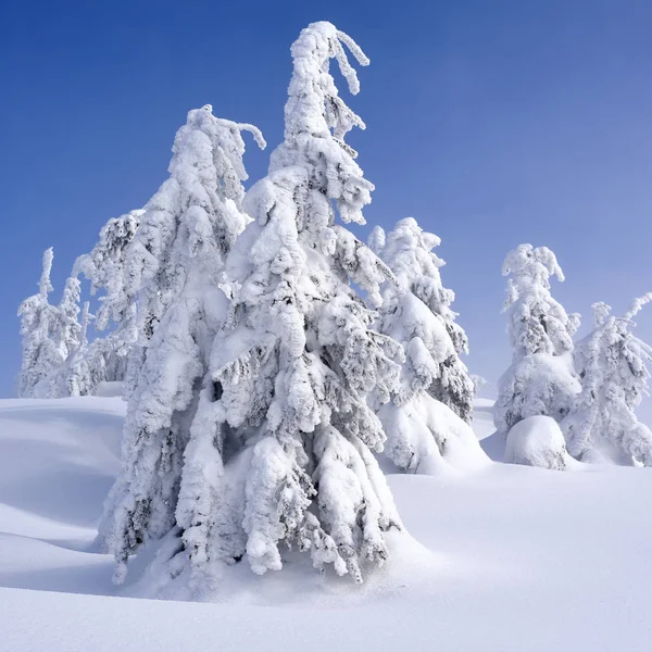 Bosque Coníferas Invierno Una Ladera Montaña — Foto de Stock