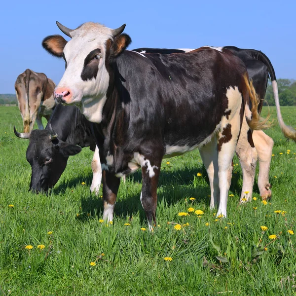 Koeien Een Zomerweide — Stockfoto