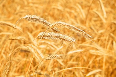 Kırsal manzara alanında tahıl