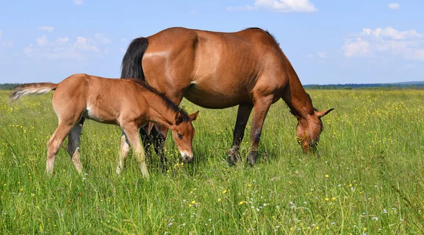 夏の牧草地での雌馬との戦い — ストック写真