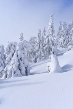 Kış iğne yapraklı orman bir dağ yamacında.