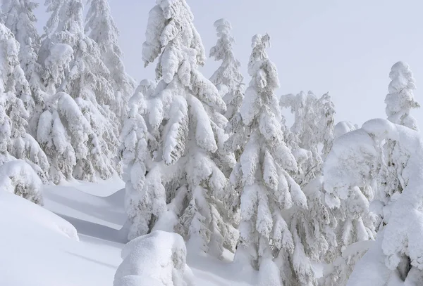 Floresta Coníferas Inverno Uma Encosta Montanha — Fotografia de Stock