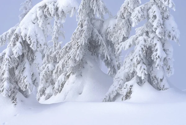 Winter Nadelwald Berghang — Stockfoto