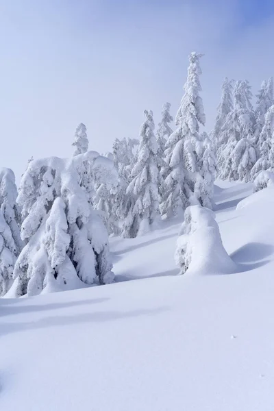 Bosque Coníferas Invierno Una Ladera Montaña — Foto de Stock