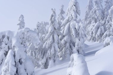 Kış iğne yapraklı orman bir dağ yamacında.