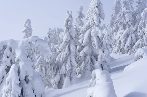 Floresta Coníferas Inverno Uma Encosta Montanha — Fotografia de Stock