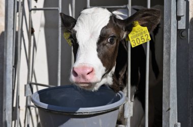 Kalush, Ukrayna - 2 Ekim 2019: Batı Ukrayna 'nın Kalush kenti yakınlarındaki bir mandıra çiftliğinde plastik buzağı-evi (buzağı-kutusu) .