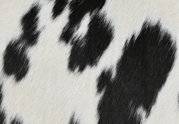 A fragment of a skin of a cow close up on a background photo.