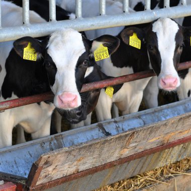 Kalush, Ukrayna - 14 Temmuz 2019: Kalush kasabası yakınlarındaki bir mandıra çiftliğinde buzağıların içeriği.