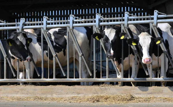 Kalush Ucrania Julio 2019 Contenido Terneros Bajo Dosel Granja Lechera — Foto de Stock