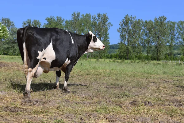 Krowa Letnim Pastwisku — Zdjęcie stockowe