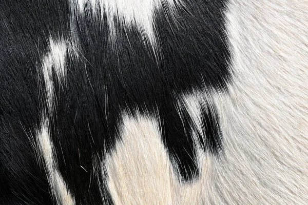 Fragment Skin Cow Close Background Photo — Stock Photo, Image