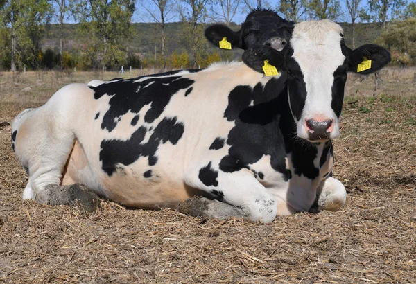 Kalush Ucrânia Outubro 2019 Bezerros Quintal Para Gado Uma Fazenda — Fotografia de Stock