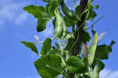 çalı fasulyesi genç saplarını direkleri