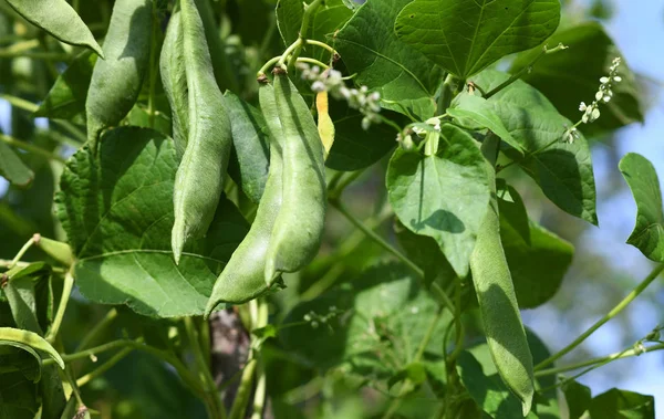 年轻茎梗的四季豆在木桩上 — 图库照片