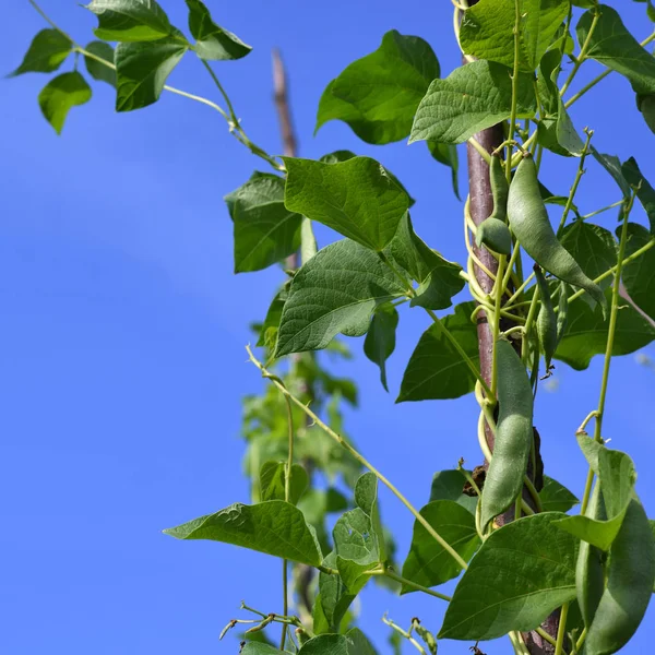 Mladé Stonky Řetězec Bean Sloupech — Stock fotografie