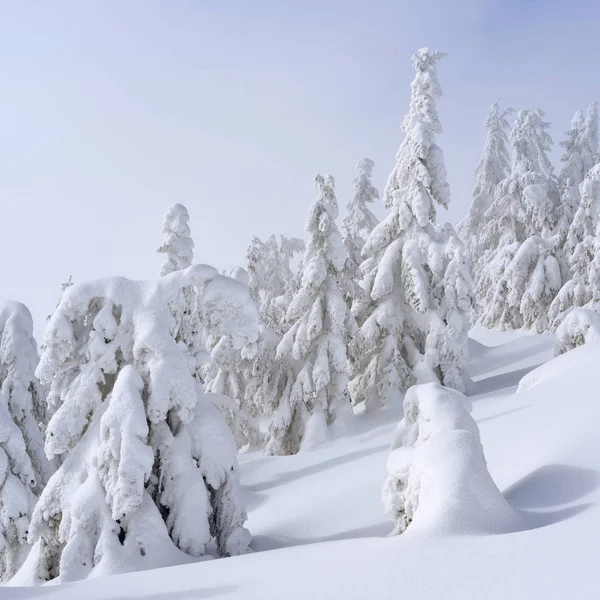Téli Tűlevelű Erdő Hegy Lejtőjén — Stock Fotó