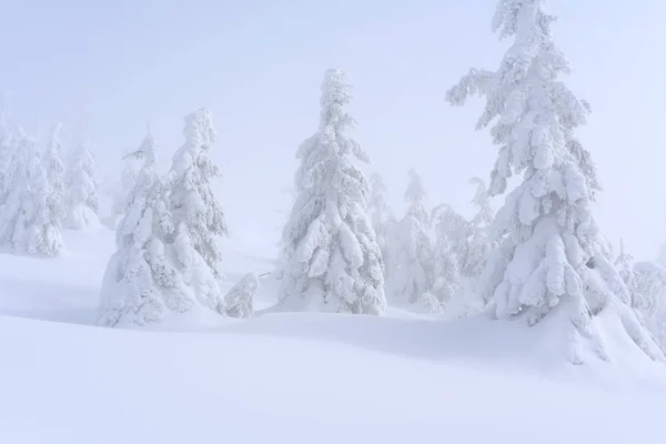 Зимний Хвойный Лес Горном Склоне — стоковое фото