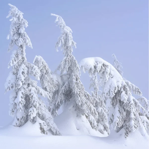 Winter Nadelwald Berghang — Stockfoto