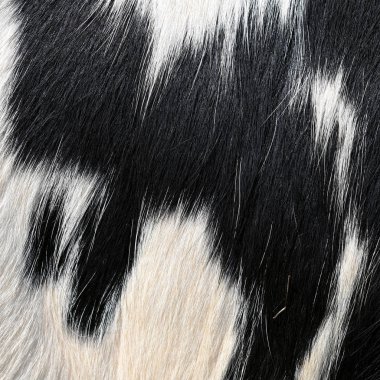 A fragment of a skin of a cow close up on a background photo. clipart