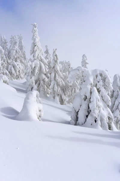 Bosque Coníferas Invierno Una Ladera Montaña — Foto de Stock