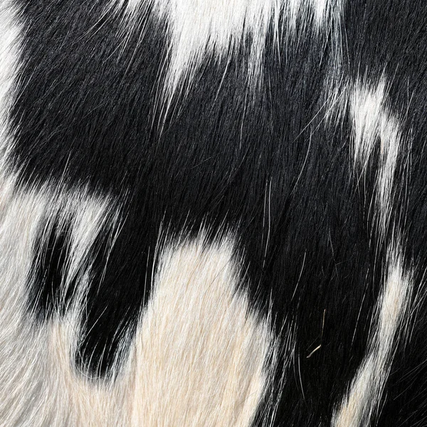Fragment Skin Cow Close Background Photo — Stock Photo, Image