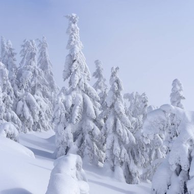 Kış iğne yapraklı orman bir dağ yamacında.
